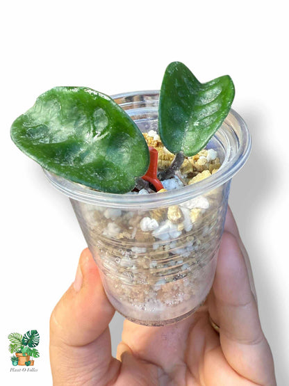 Hoya carnosa Krinkle 8 — Rare Tropical Hoya with Crinkled Foliage - Plant - O - Folles
