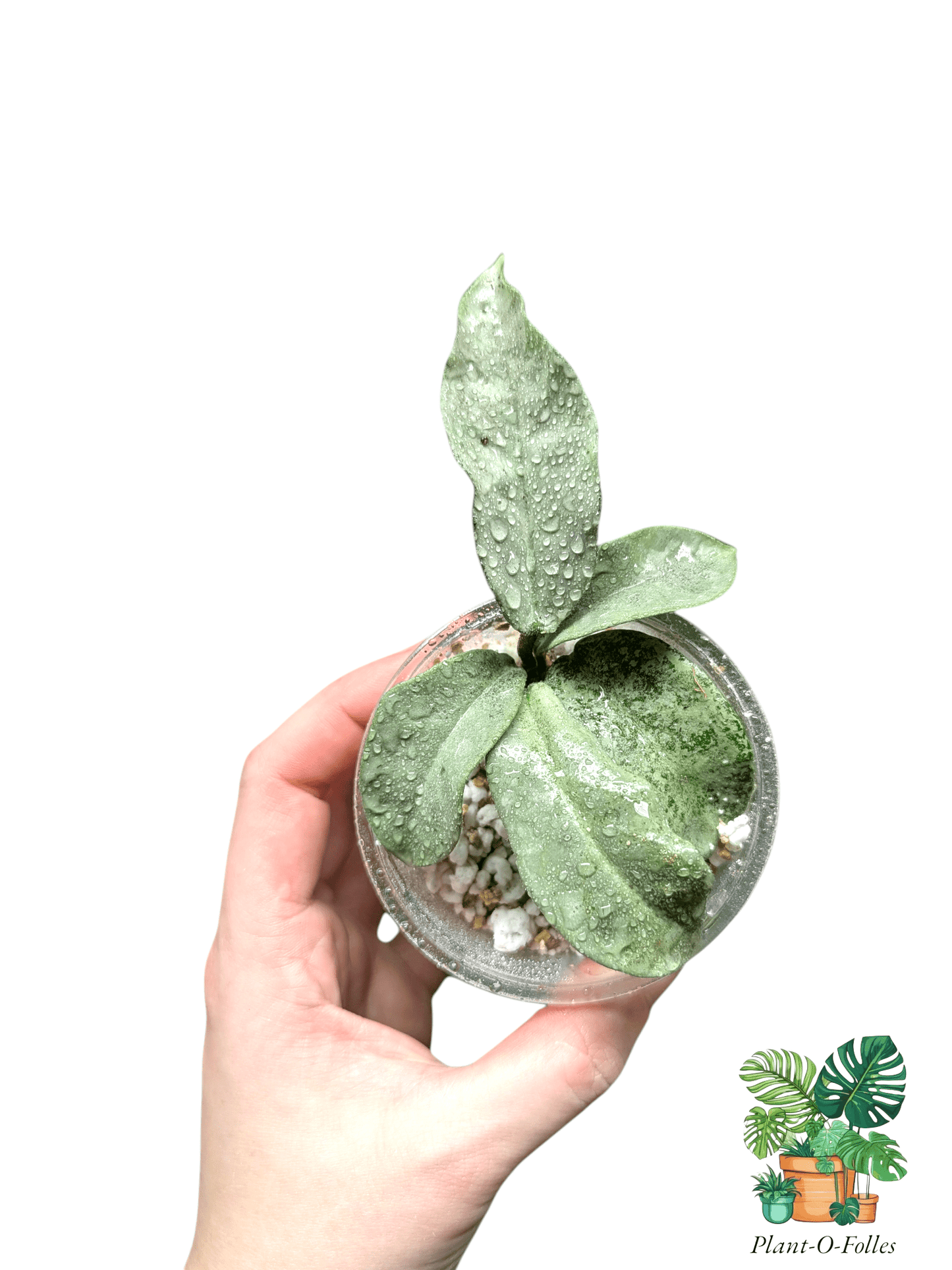 Hoya ‘Carnosa Nova Ghost’ - effet glacé - Plant - O - Folles