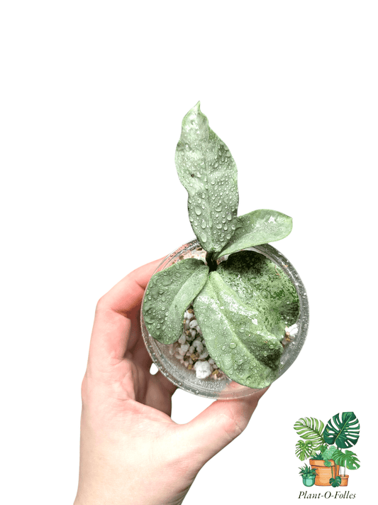 Hoya ‘Carnosa Nova Ghost’ - effet glacé - Plant - O - Folles