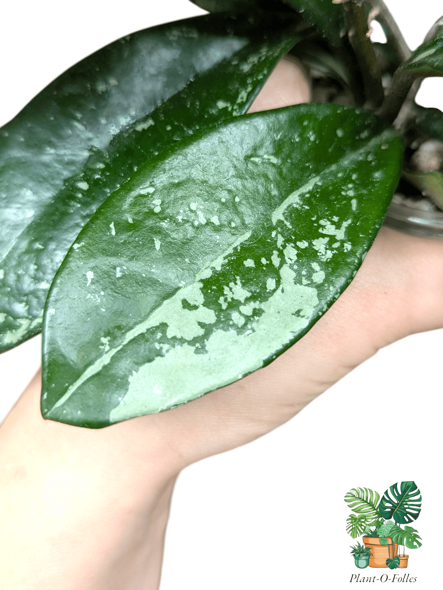 Hoya carnosa ‘Silver Moon’ (AH - 074) - Plant - O - Folles