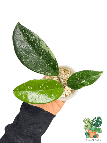 Hoya carnosa ‘Silver Moon’ (AH - 074) - Plant - O - Folles