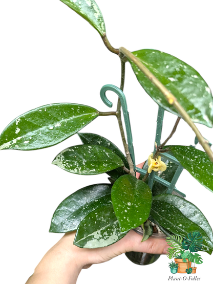 Hoya carnosa ‘Silver Moon’ (AH - 074) - Plant - O - Folles