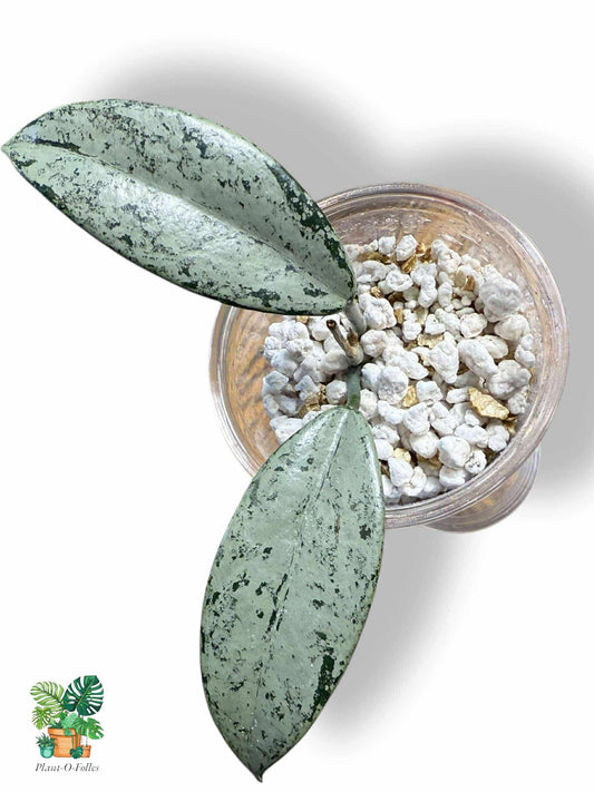 Hoya Carnosa Wilbur Graves 'Russia', Rare Variegated Aroid, Tropical Indoor Plant, Arrow Leaf Houseplant for Collectors - Plant - O - Folles