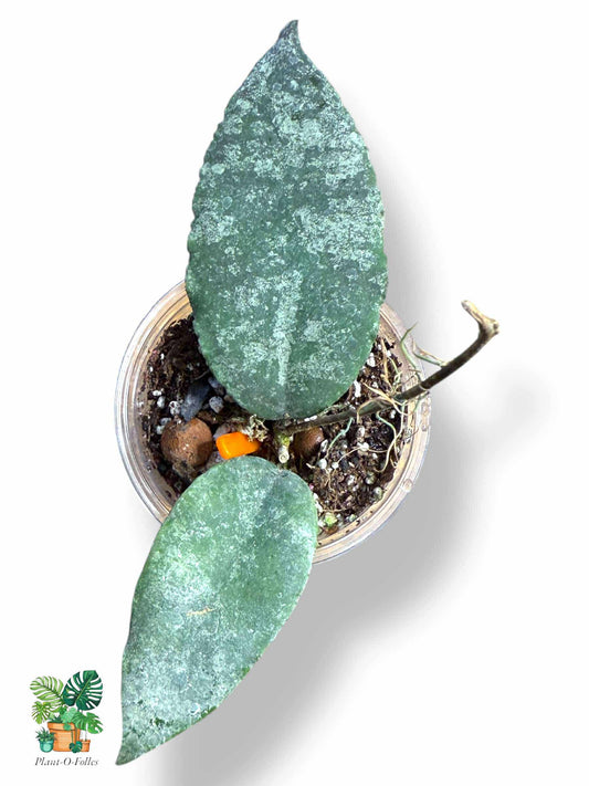 Hoya Caudata, Rare Variegated Aroid, Tropical Indoor Plant, Arrow Leaf Houseplant for Collectors - Plant - O - Folles