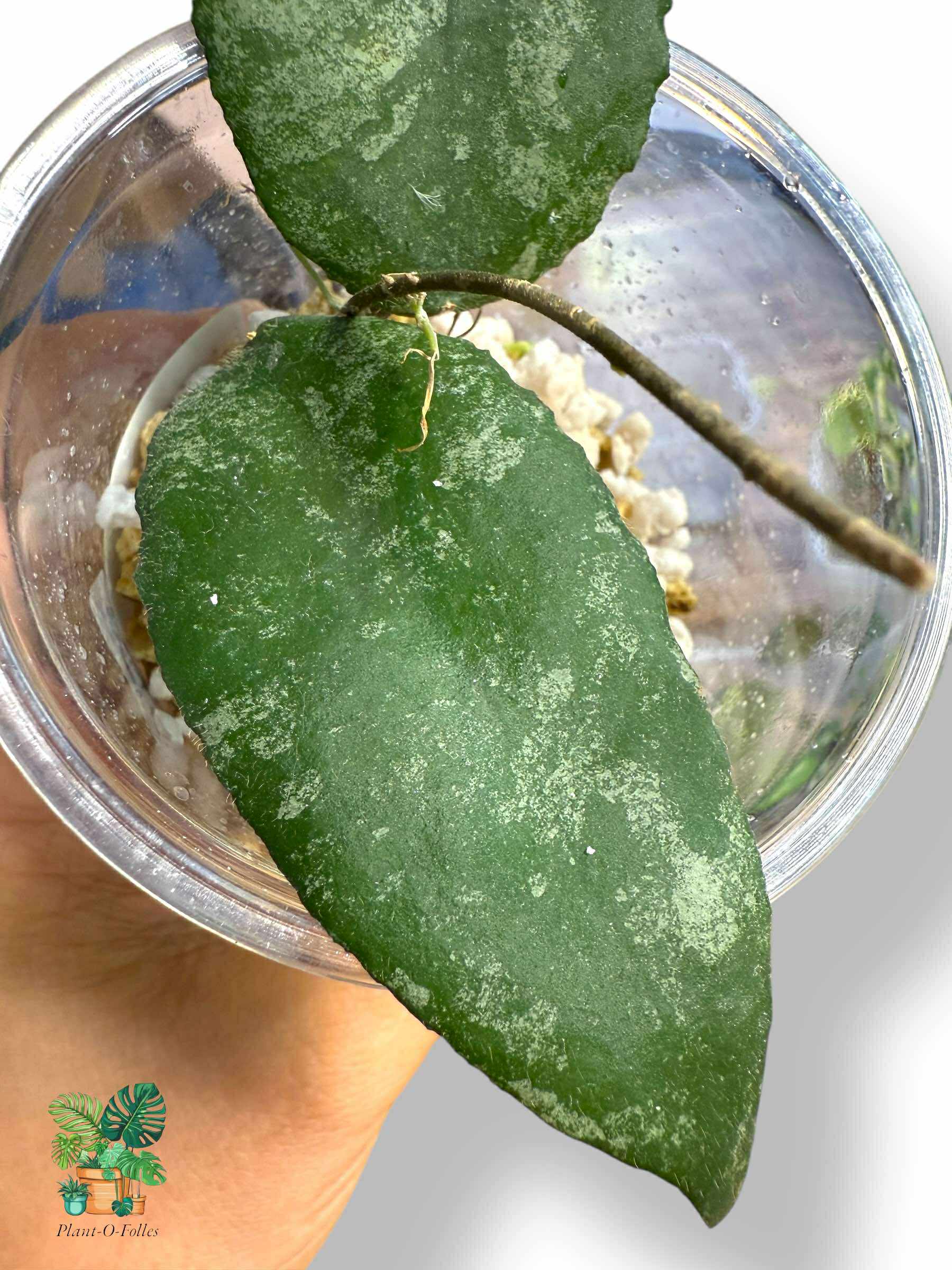 Hoya caudata, Rare Variegated Aroid, Tropical Indoor Plant, Arrow Leaf Houseplant for Collectors - Plant - O - Folles