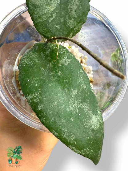 Hoya caudata, Rare Variegated Aroid, Tropical Indoor Plant, Arrow Leaf Houseplant for Collectors - Plant - O - Folles