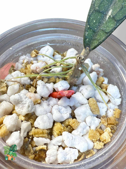 Hoya clemensiorum ‘Alligator’ plante collection