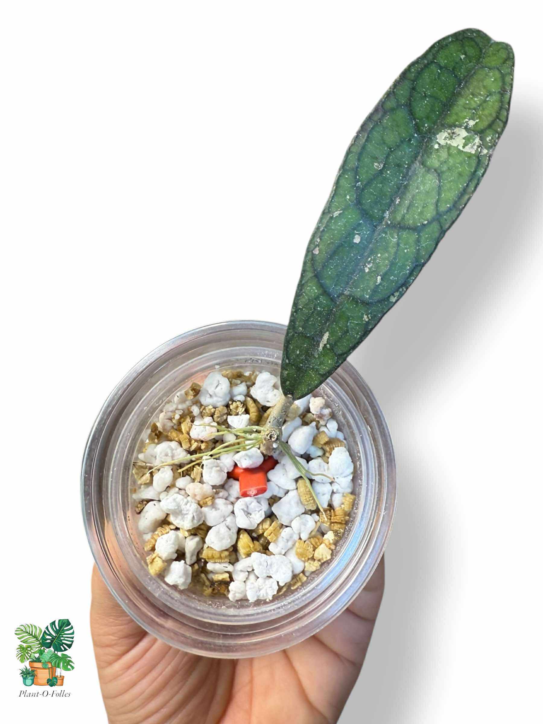 Hoya clemensiorum Alligator plante de collection