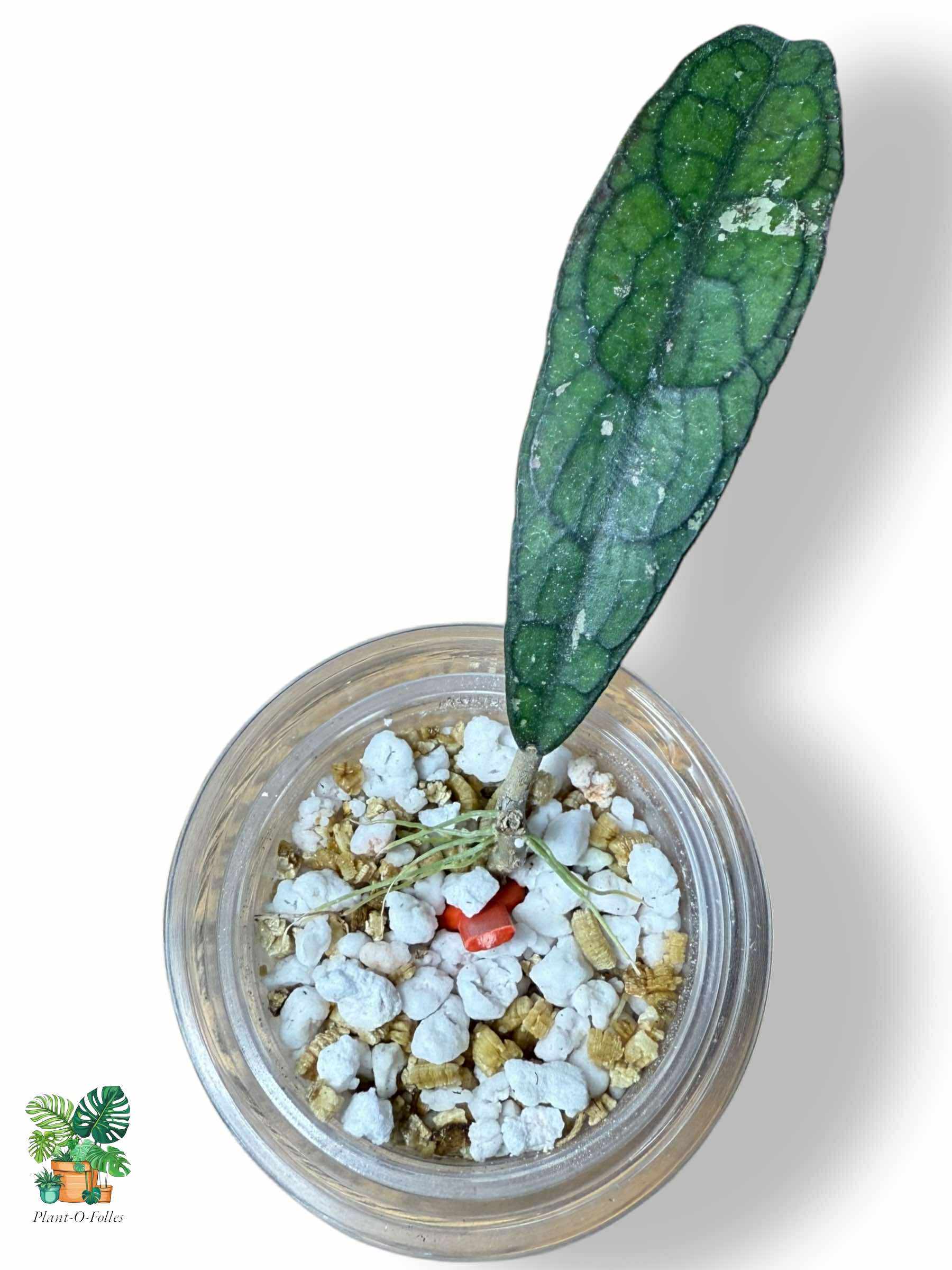 Hoya clemensiorum ‘Alligator’ plante-rare