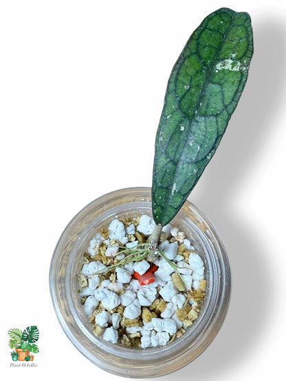 Hoya clemensiorum ‘Alligator’ — Rare Tropical Hoya with Stunning Foliage - Plant - O - Folles