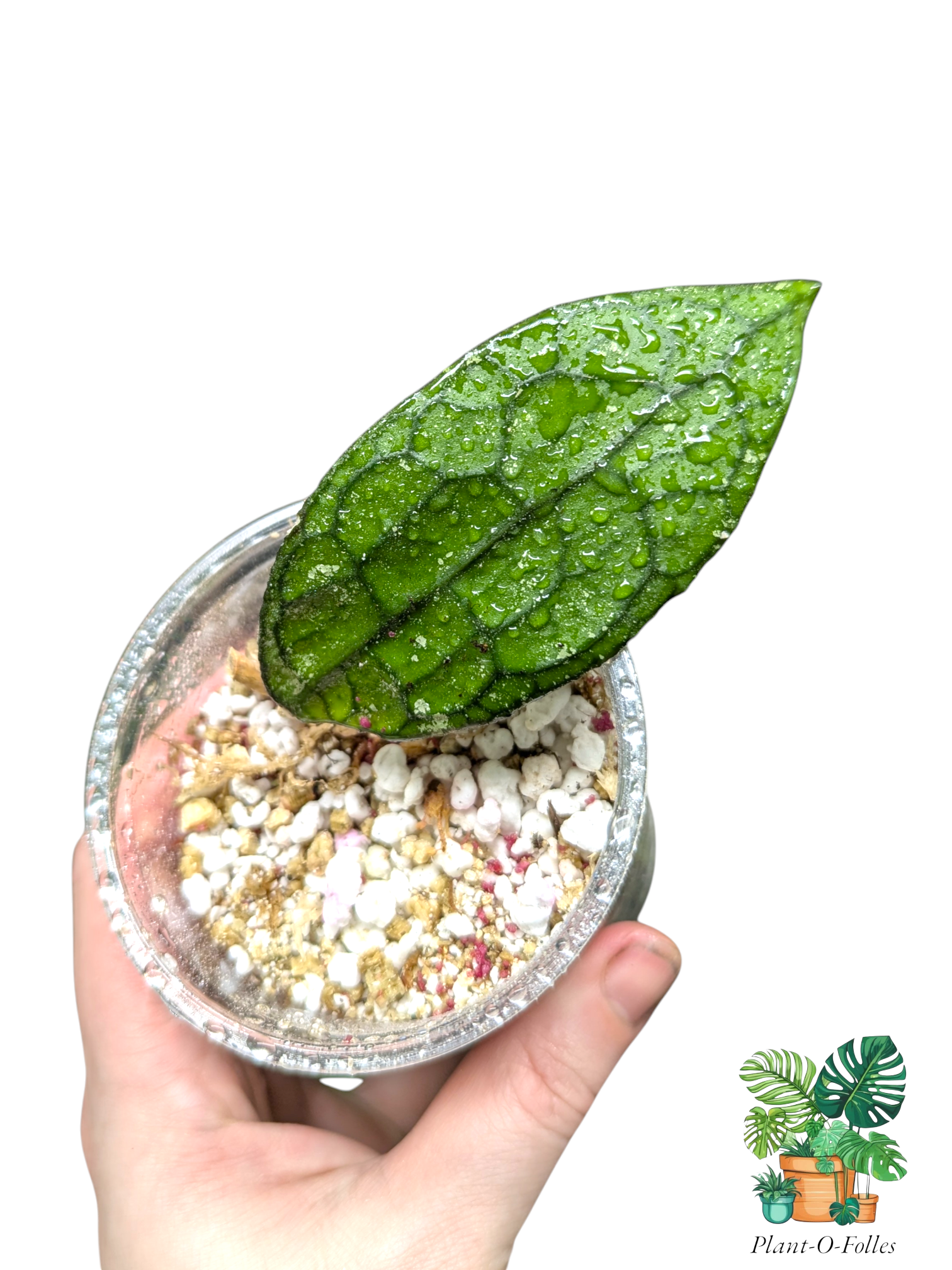 Hoya ‘Clemensorium’ - Plant - O - Folles