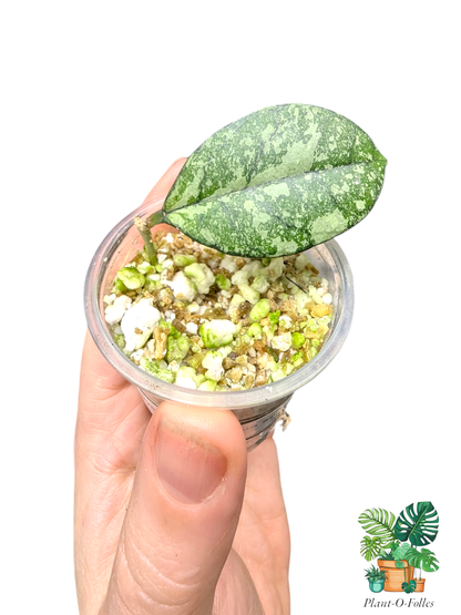 Hoya crassipetiolata ‘Super Splash’ – Variété tropicale rare - Plant - O - Folles