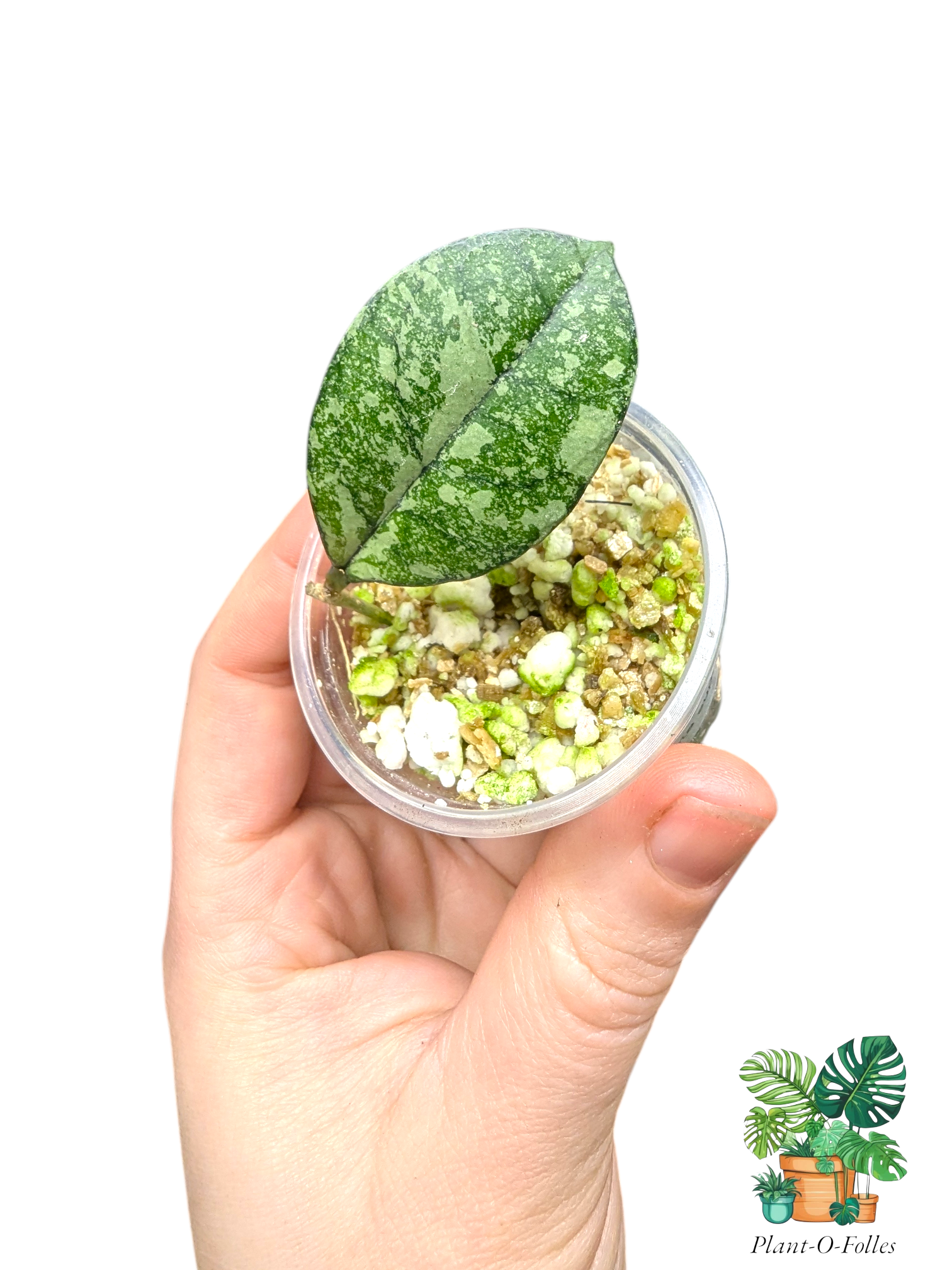 Hoya crassipetiolata ‘Super Splash’ – Variété tropicale rare - Plant - O - Folles