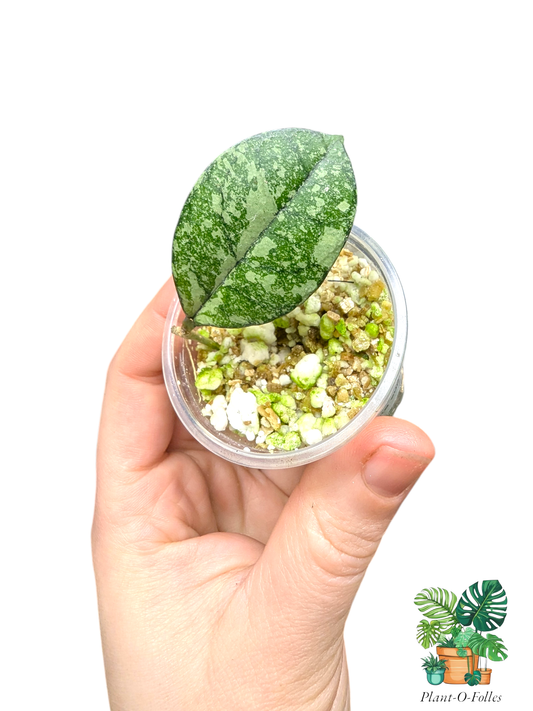 Hoya crassipetiolata ‘Super Splash’ – Variété tropicale rare - Plant - O - Folles