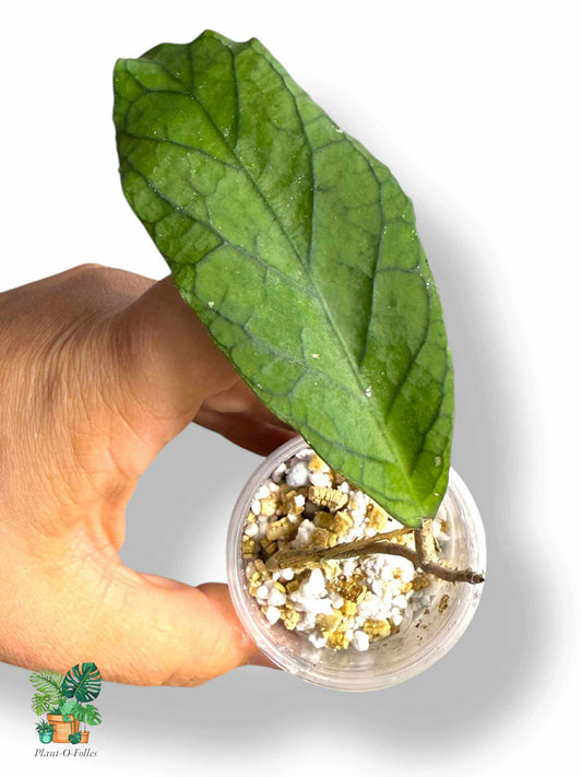 Hoya cv. Marvels, Rare Variegated Aroid, Tropical Indoor Plant, Arrow Leaf Houseplant for Collectors - Plant - O - Folles
