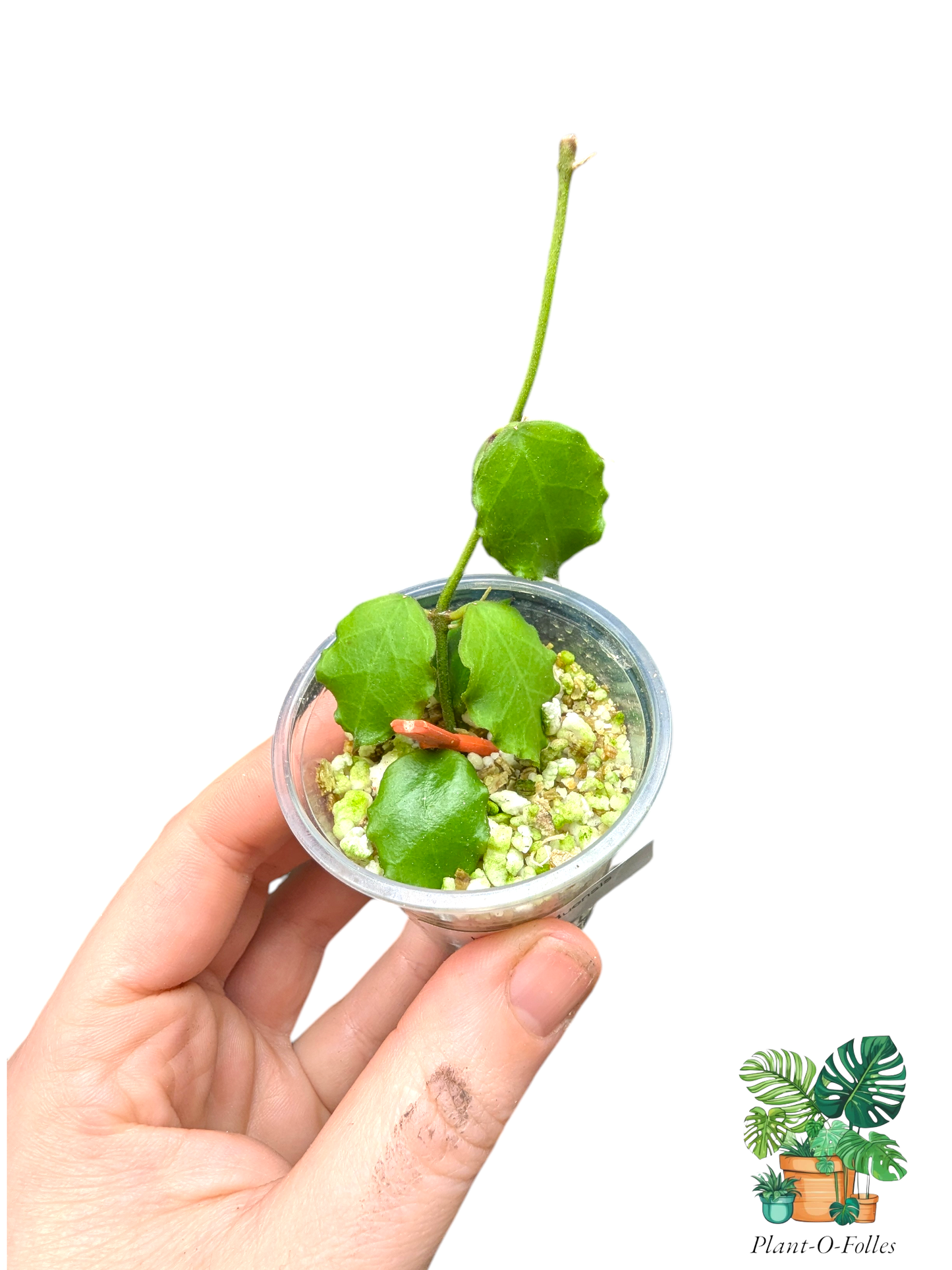 Hoya enduensis – Variété tropicale rare - Plant - O - Folles