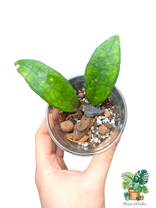 Hoya finlaysonii – Variété tropicale - Plant - O - Folles