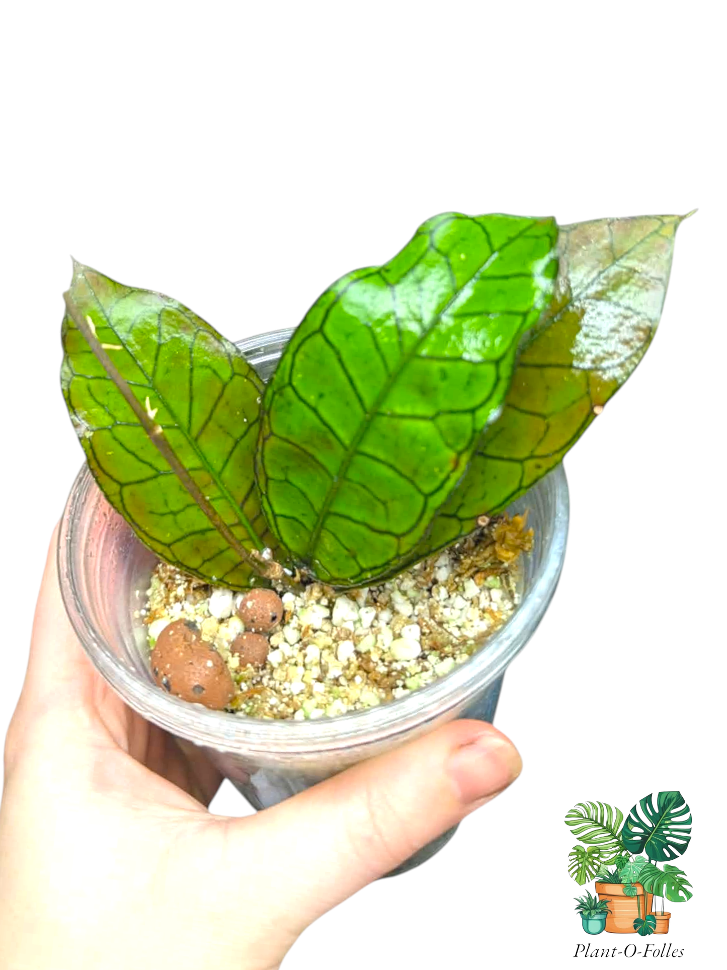 Hoya ‘Gading Gunung’ - Plant - O - Folles