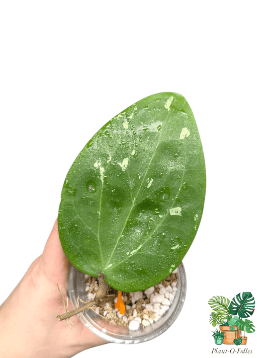 Hoya glabra sumatra - Plant - O - Folles