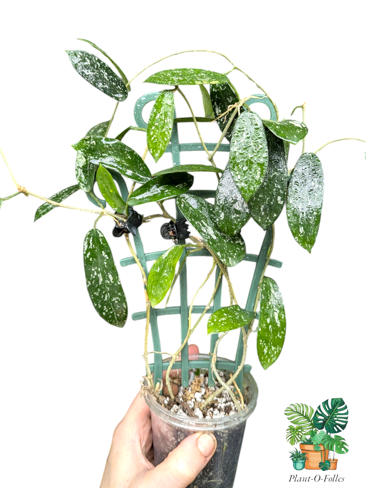 Hoya hom tom splash - plante rare - Plant - O - Folles