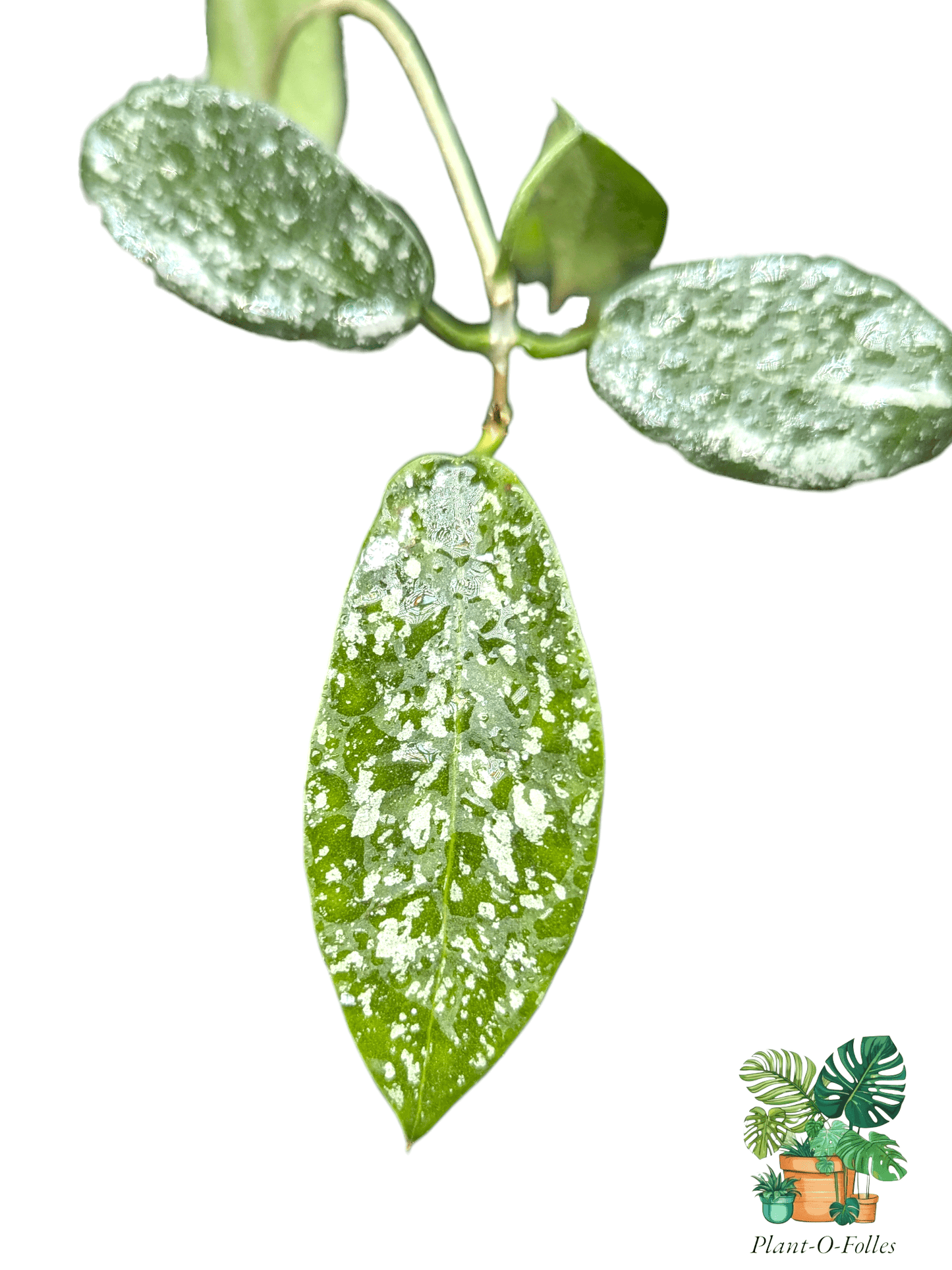 Hoya hom tom splash - plante rare - Plant - O - Folles
