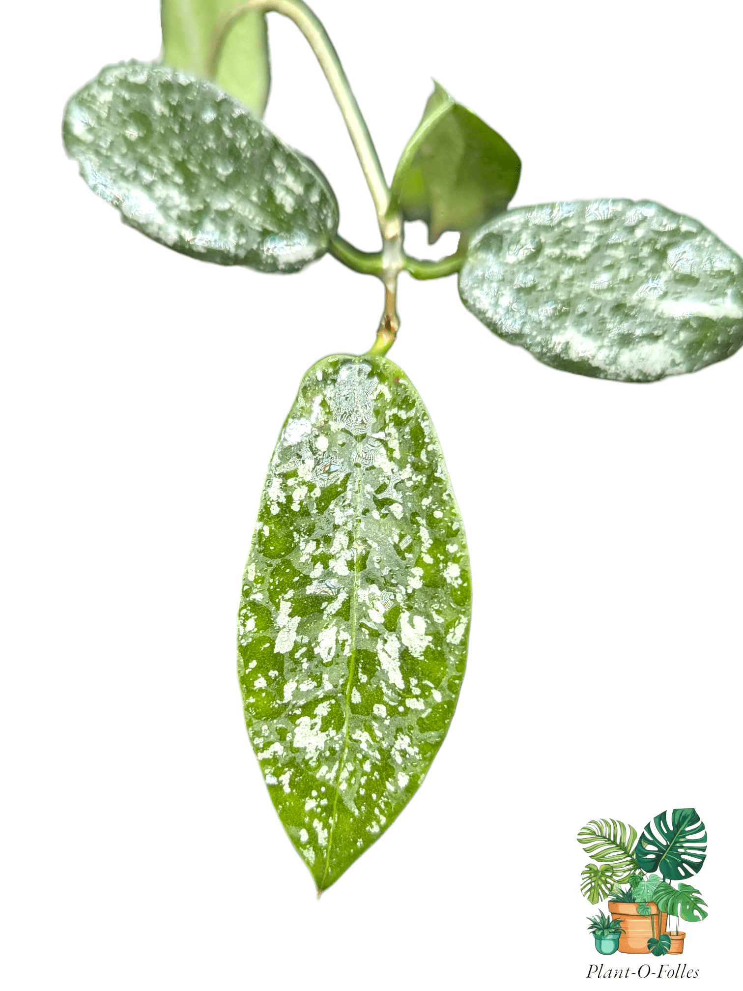 Hoya hom tom splash - plante rare - Plant - O - Folles