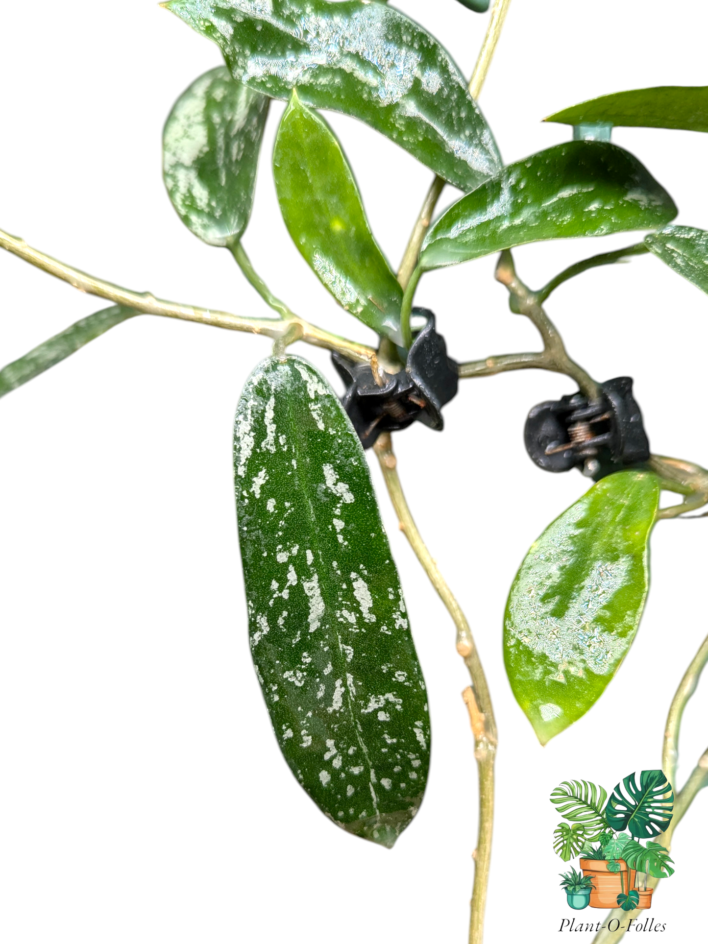 Hoya hom tom splash - plante rare - Plant - O - Folles