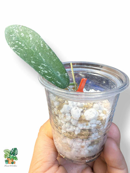 Hoya hom Tom Splash plante recherchée