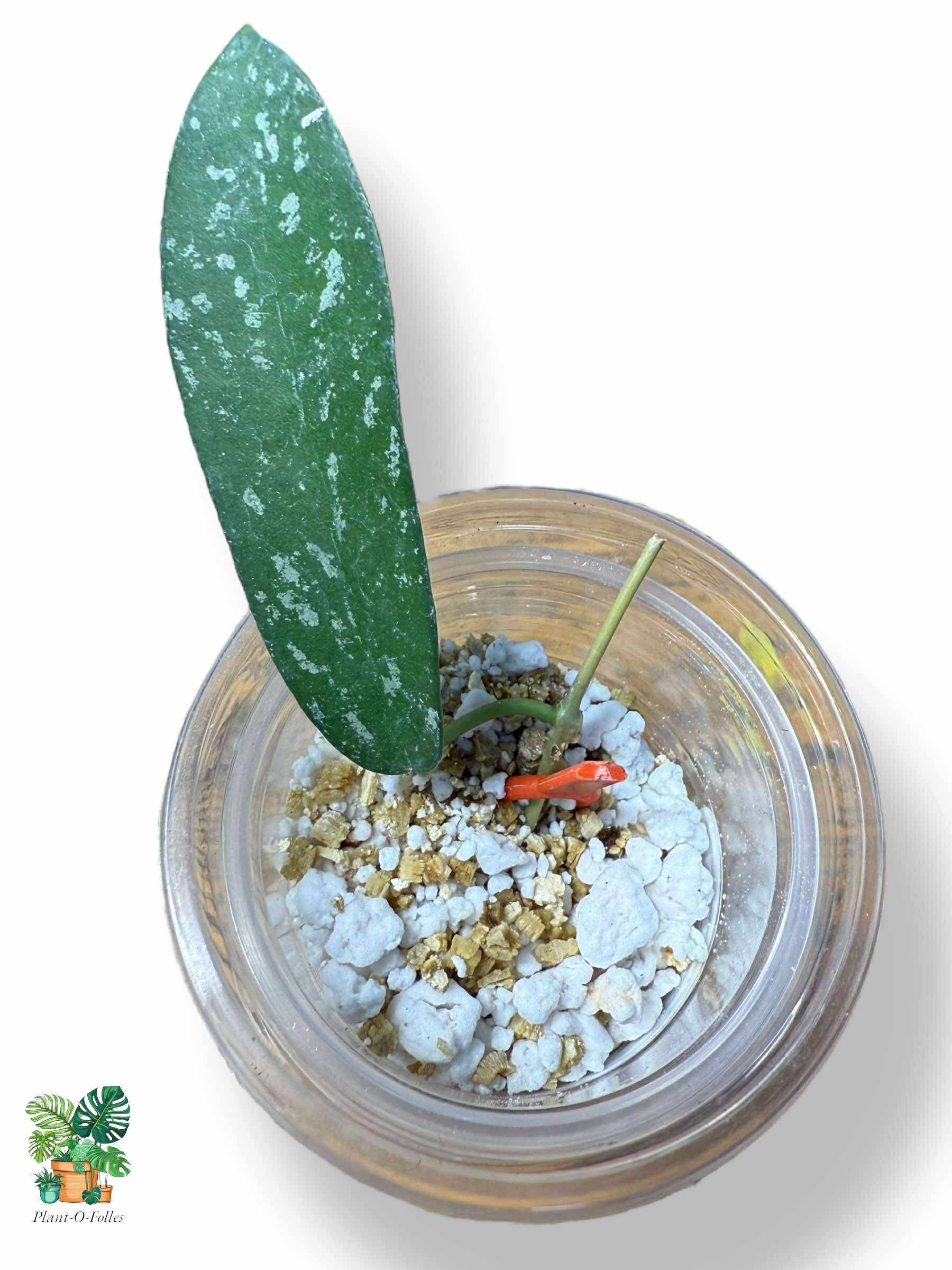 Hoya hom Tom Splash — Rare Tropical Hoya with Variegated Foliage - Plant - O - Folles