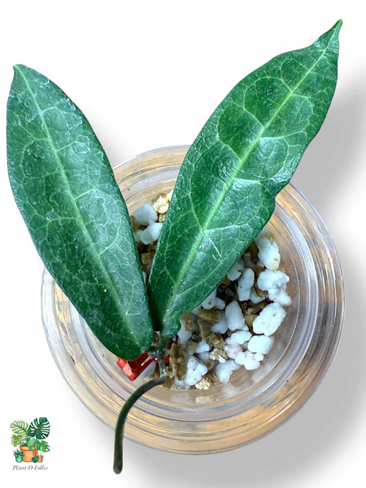 Hoya hypolasia, Rare Variegated Aroid — Rare Tropical Hoya with Stunning Foliage - Plant - O - Folles