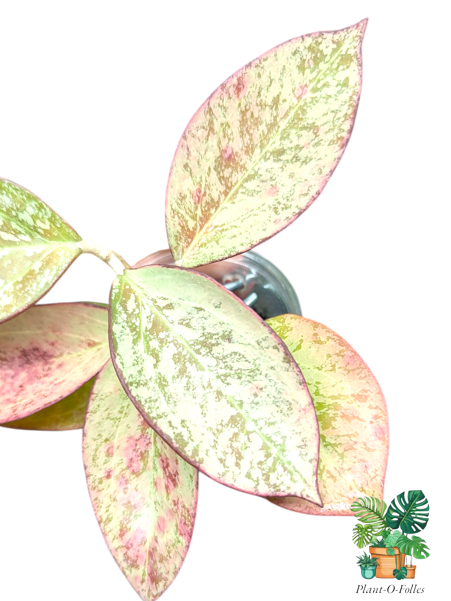 Hoya Icensis silver splash (patcharawalai 023 silver) - hoya rare - Plant - O - Folles