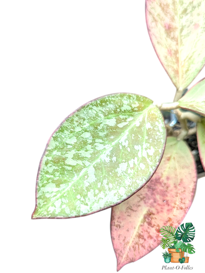 Hoya Icensis silver splash (patcharawalai 023 silver) - hoya rare - Plant - O - Folles