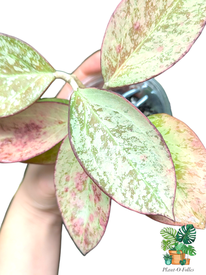 Hoya Icensis silver splash (patcharawalai 023 silver) - hoya rare - Plant - O - Folles