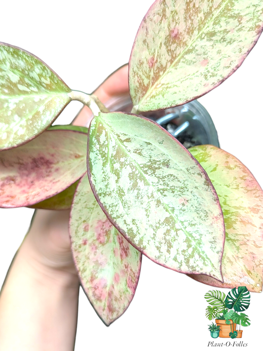 Hoya Icensis silver splash (patcharawalai 023 silver) - hoya rare - Plant - O - Folles