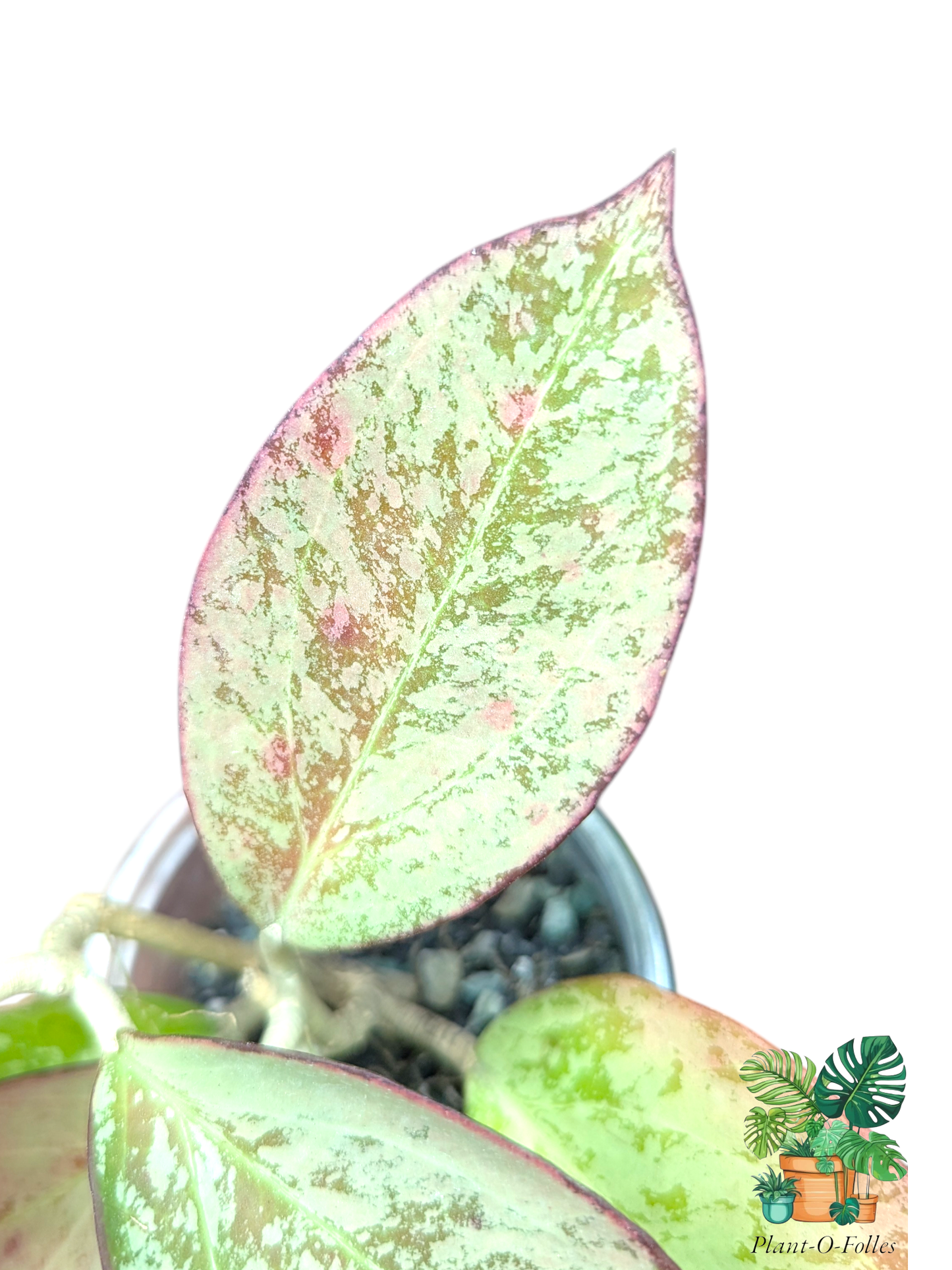 Hoya Icensis silver splash (patcharawalai 023 silver) - hoya rare - Plant - O - Folles