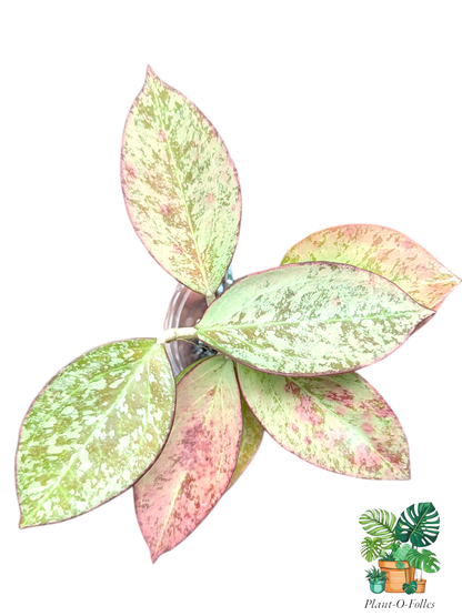 Hoya Icensis silver splash (patcharawalai 023 silver) - hoya rare - Plant - O - Folles