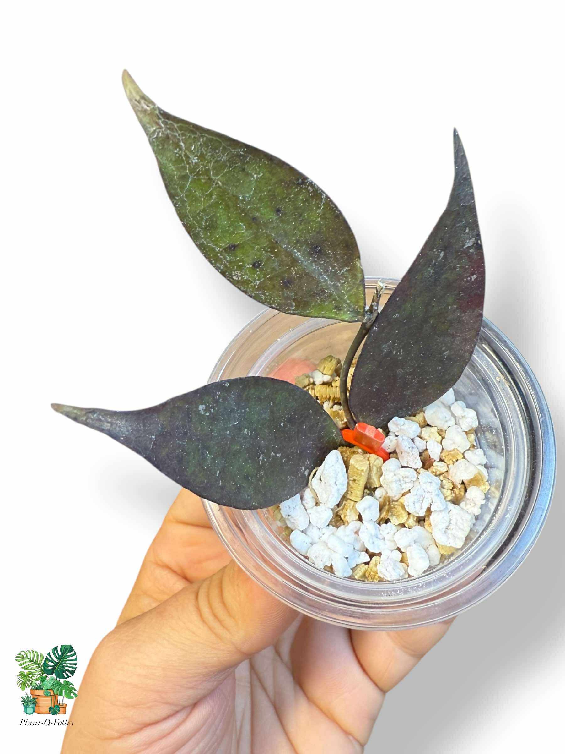 Hoya ignorata — Rare Tropical Hoya with Stunning Foliage - Plant - O - Folles