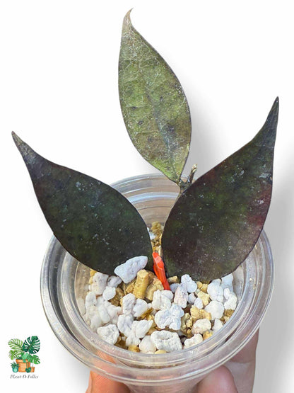 Hoya ignorata — Rare Tropical Hoya with Stunning Foliage - Plant - O - Folles