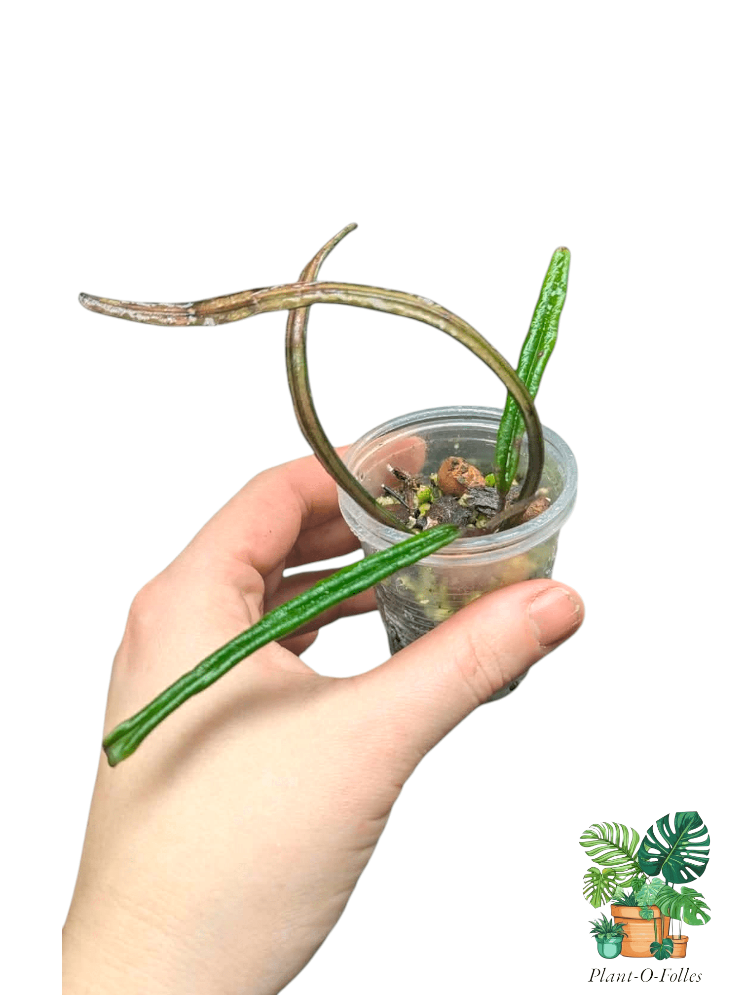 Hoya insularis - Plant - O - Folles