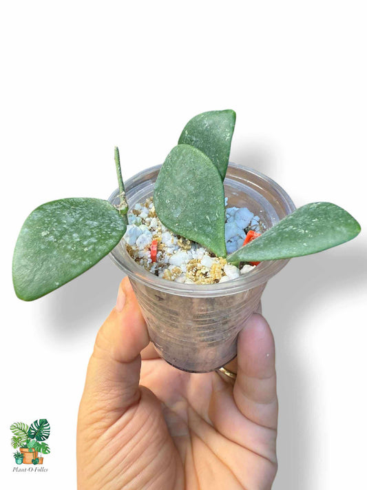 Hoya isabelchanae, Hoya pulchra — Rare Tropical Hoya with Stunning Foliage - Plant - O - Folles