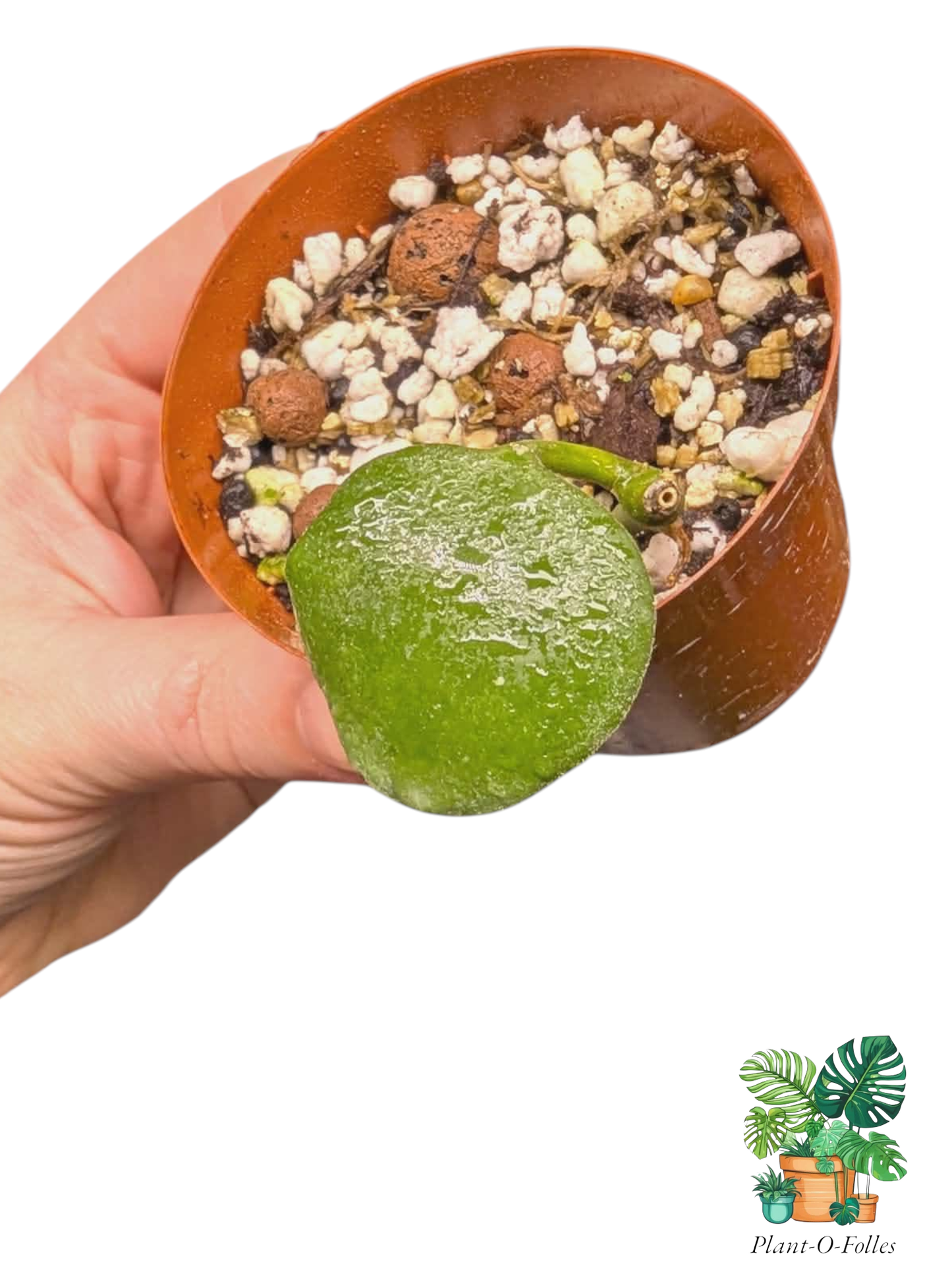 Hoya ‘Katsbergii’ - Plant - O - Folles