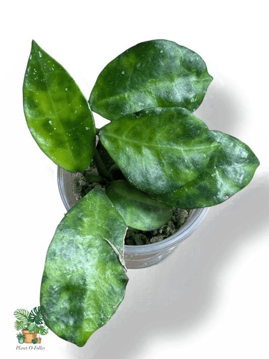 Hoya lacunosa 'Amarillo', Rare Variegated Aroid, Tropical Indoor Plant, Arrow Leaf Houseplant for Collectors - Plant - O - Folles