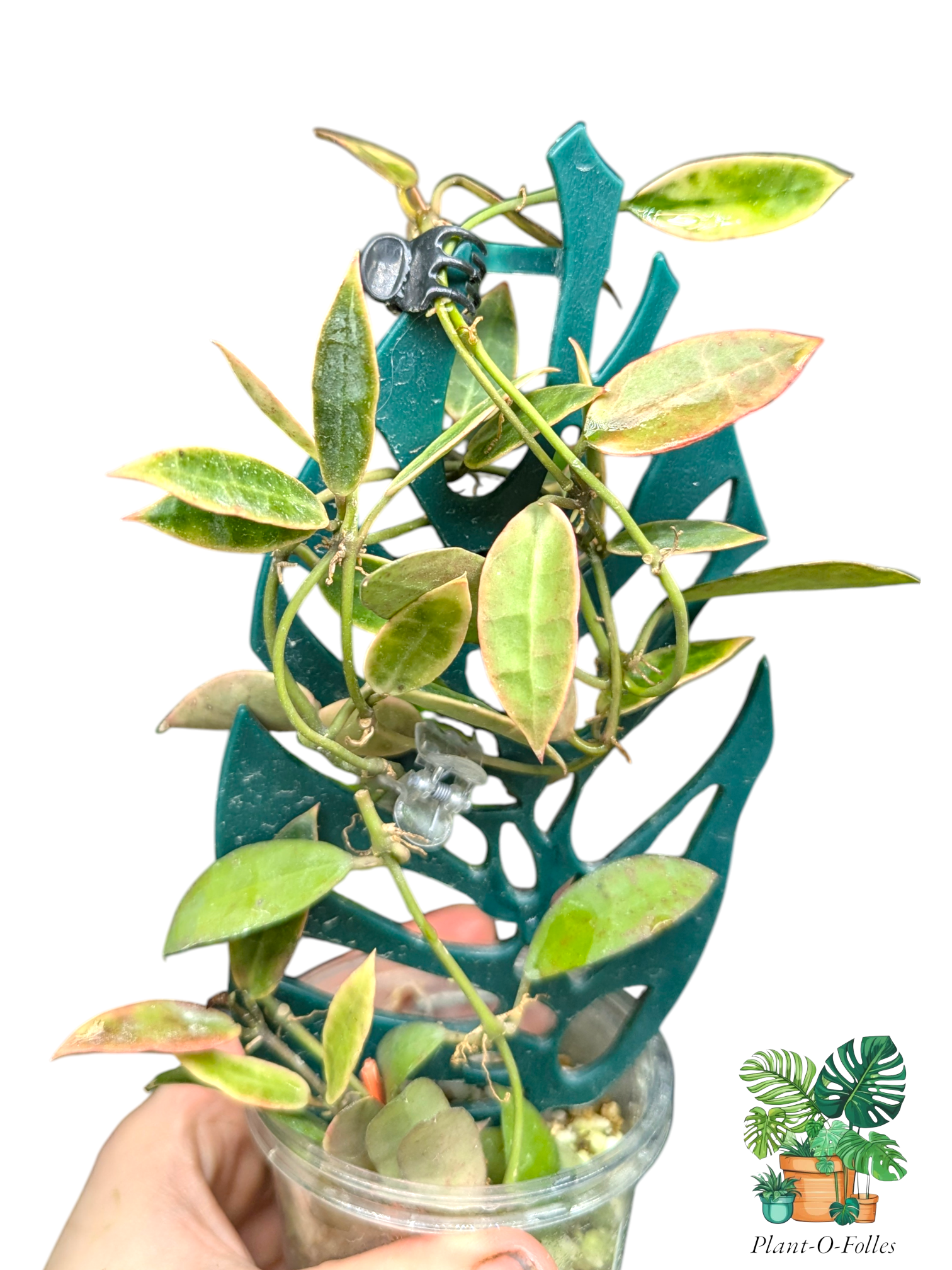 Hoya lacunosa ‘Kapuas’ – Variété tropicale rare - Plant - O - Folles