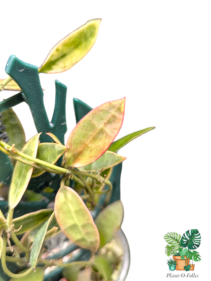 Hoya lacunosa ‘Kapuas’ – Variété tropicale rare - Plant - O - Folles
