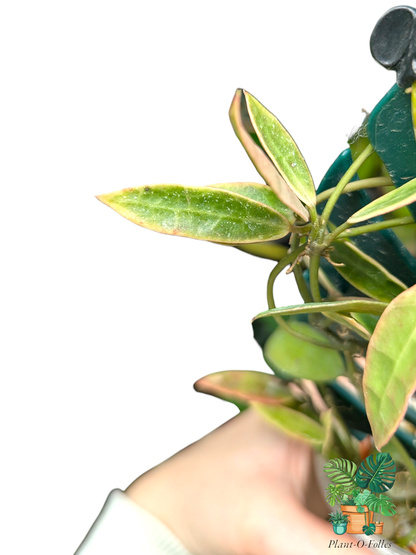Hoya lacunosa ‘Kapuas’ – Variété tropicale rare - Plant - O - Folles
