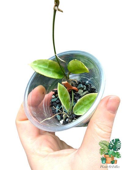 Hoya lacunosa ‘Kapuas’ – Variété tropicale rare - Plant - O - Folles