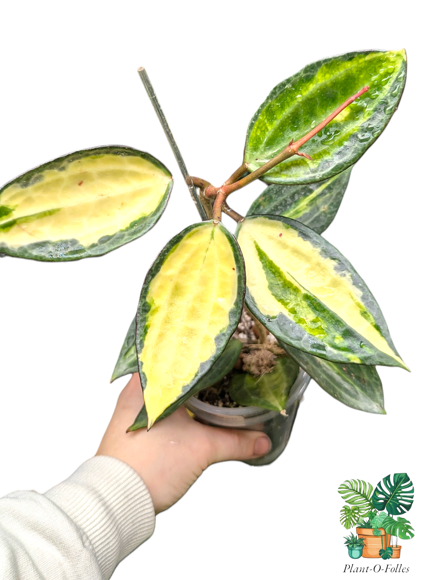 Hoya latifolia ‘Pot of Gold’ (anciennement macrophylla) – Variété tropicale panachée - Plant - O - Folles