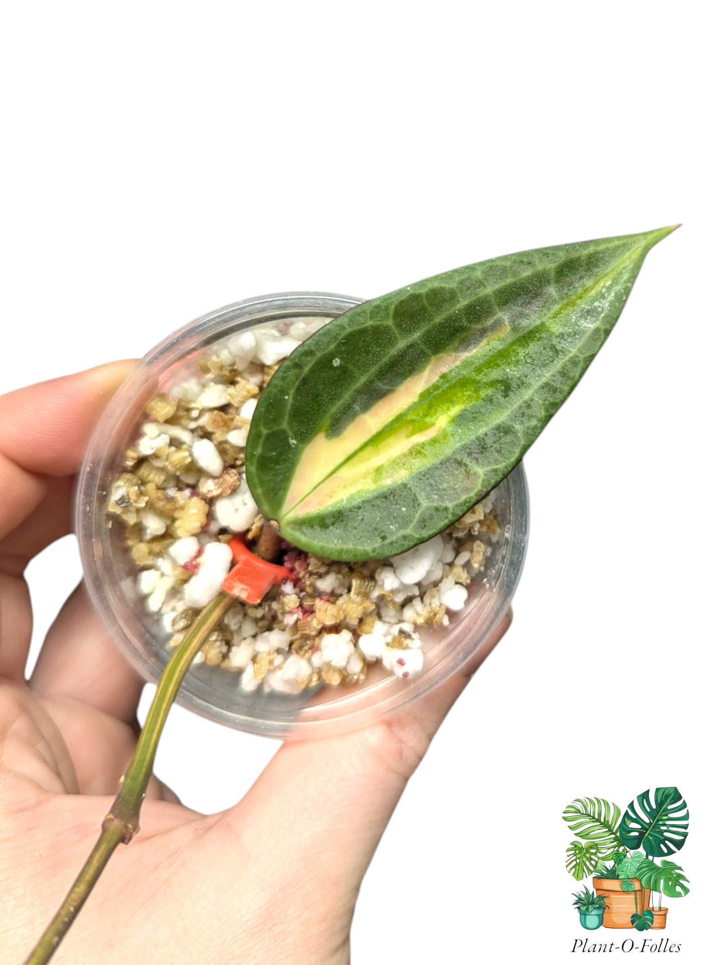 Hoya latifolia ‘Pot of Gold’ (anciennement macrophylla) – Variété tropicale panachée - Plant - O - Folles