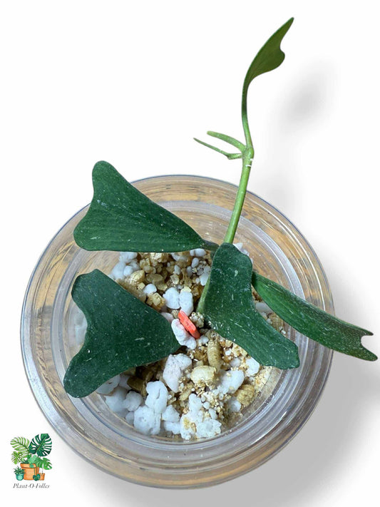 Hoya manipurensis — Rare Tropical Hoya with Stunning Foliage - Plant - O - Folles