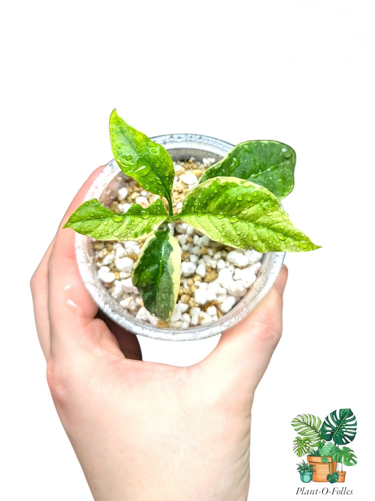 Hoya ‘Multiflora Variegated’ - Plant - O - Folles